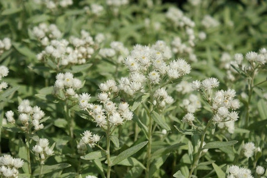 Siberische Edelweiss (Anaphalis Triplinervis)