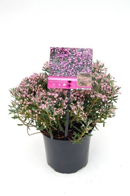 Lavendelheide (Andromeda Polifolia 'Blue Ice')