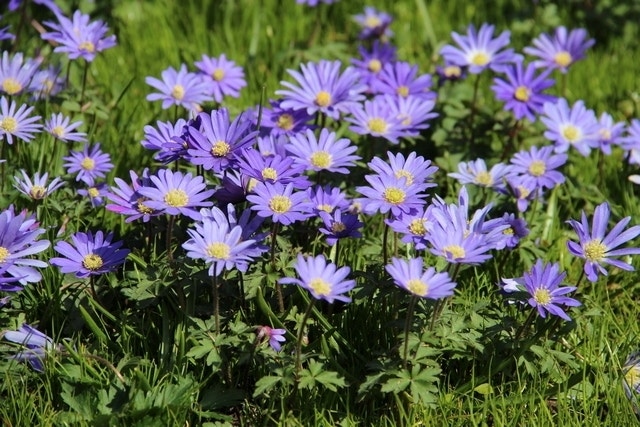 Echte Bosanemoon (Anemone Blanda 'Blue Shades')