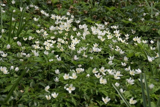 Anemoon (Anemone Nemorosa)