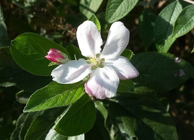 Lei-Appel (Malus Domestica 'Elstar')