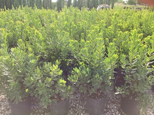 Aardbeiboom Als Struik (Arbutus Unedo)