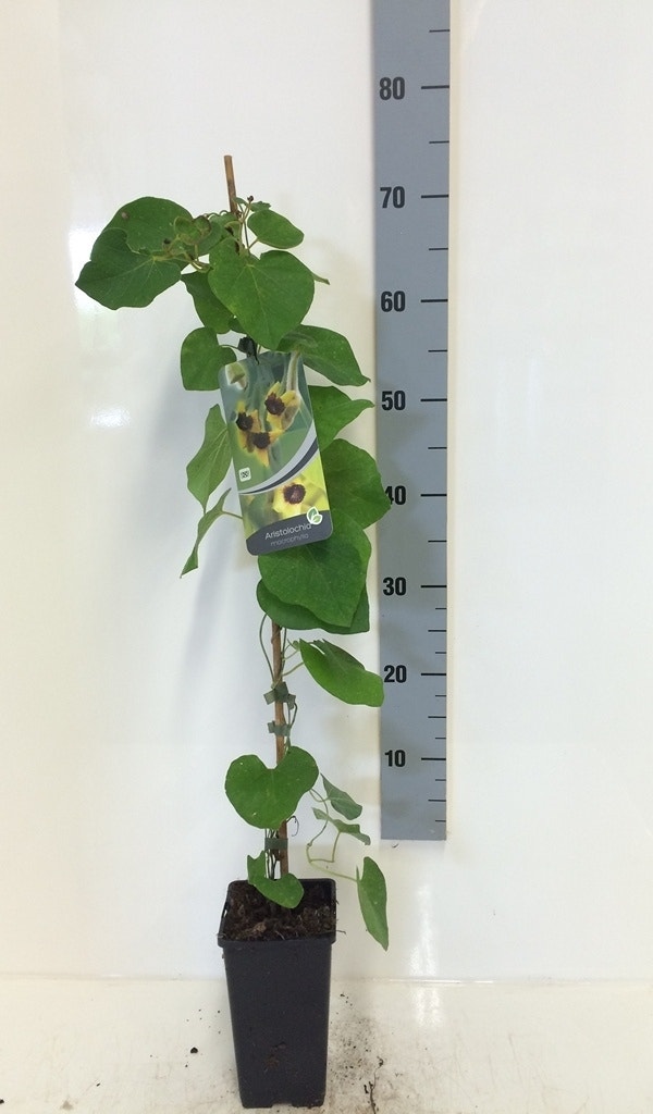 Duitse Pijp (Aristolochia Macropylla)