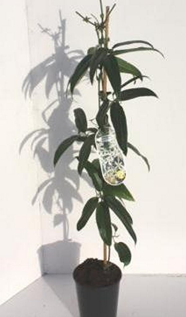 Wintergroene Clematis (Clematis Armandii 'Little White Charm')
