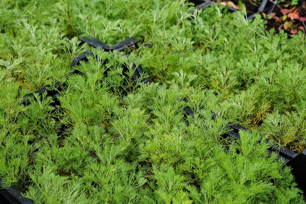 Citroenkruid (Artemisia Abrotanum)