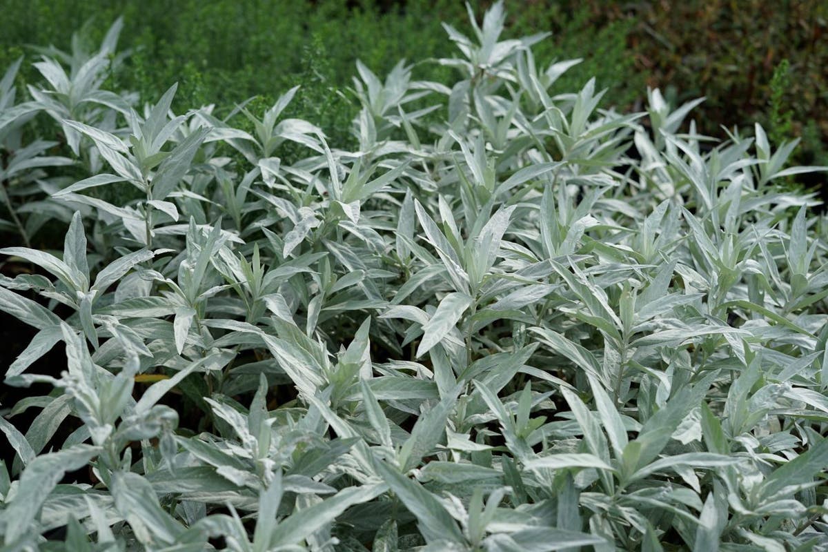 Bijvoet (Artemisia Ludoviciana 'Valerie Finnis')