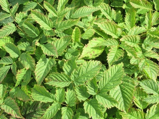 Geitebaard (Aruncus Dioicus)