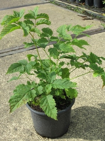 Geitebaard (Aruncus Dioicus)