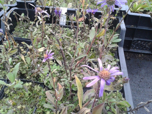 Zomer Aster (Aster Amellus 'Rudolf Goethe')