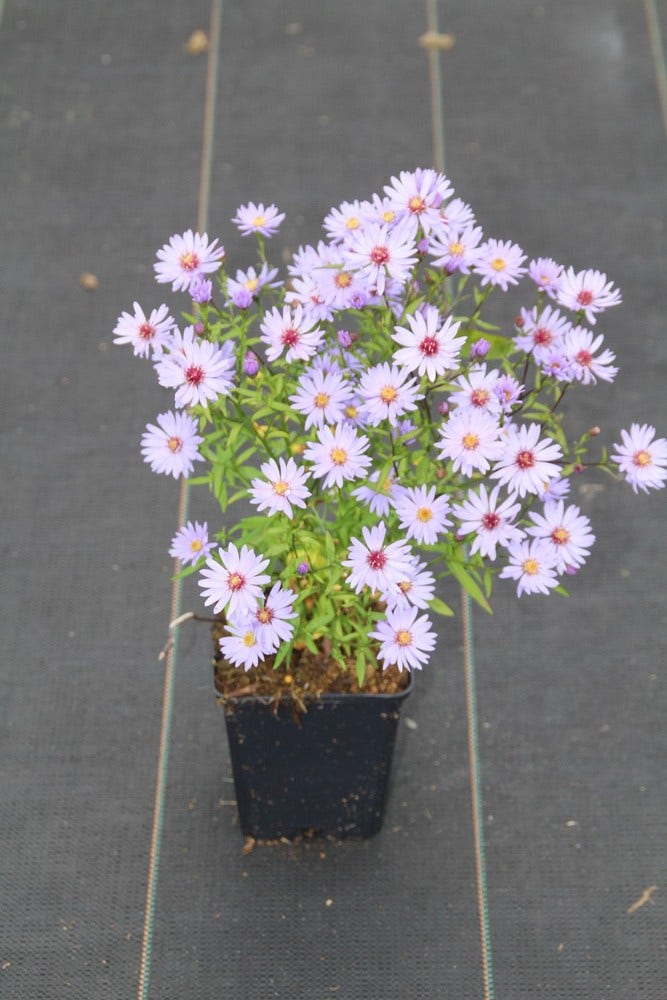 Aster (Aster 'Little Carlow')