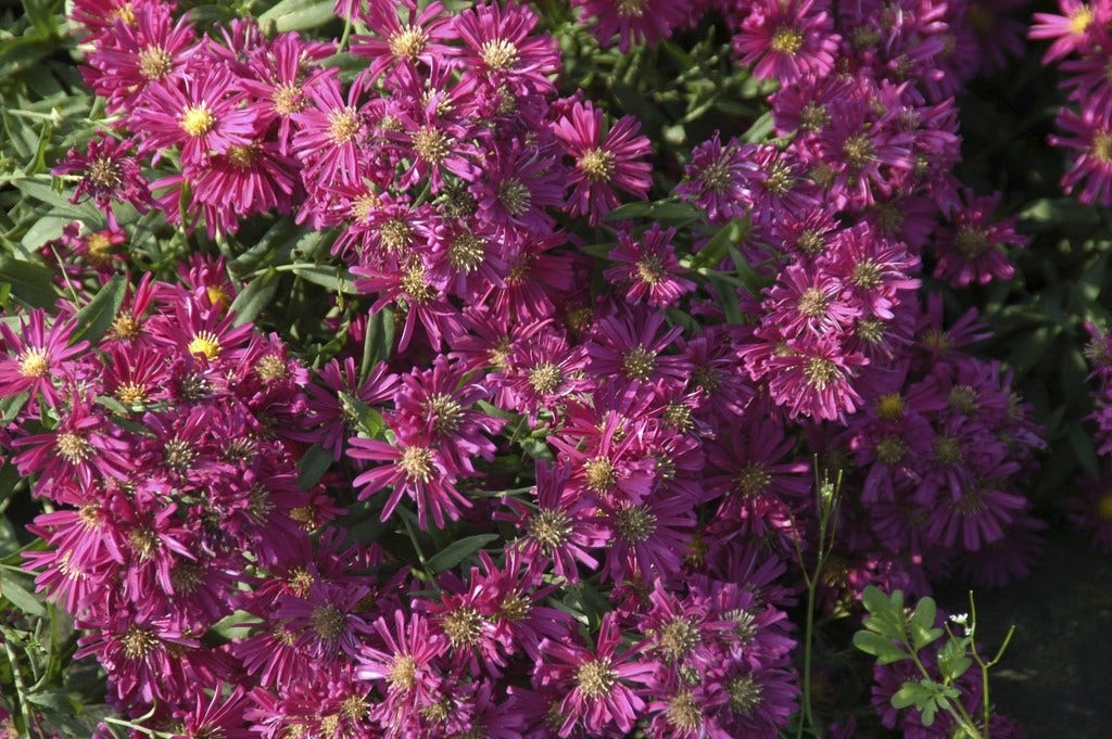 Aster (Aster Novi-belgii 'Crimson Brocade')