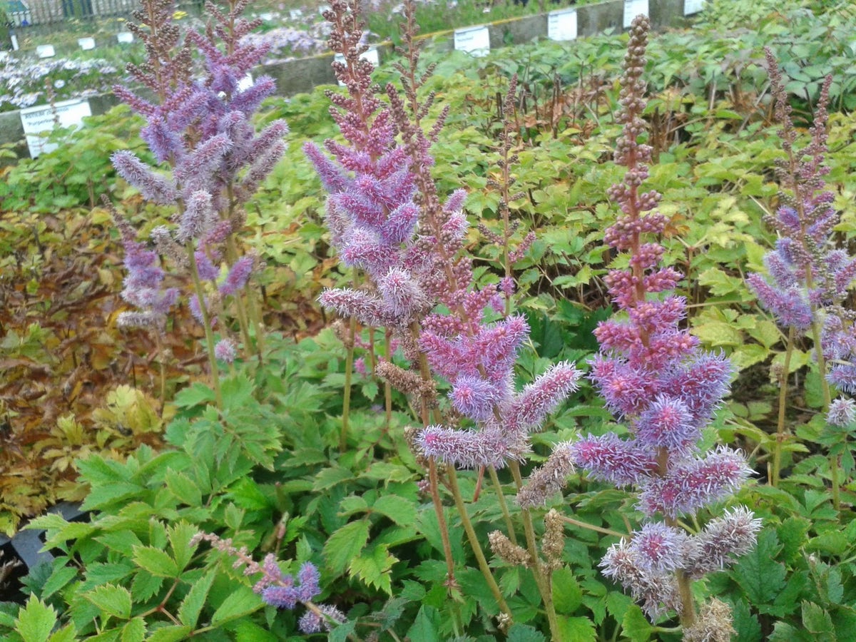 Spirea (Astilbe Chinensis 'Pumila') BIO