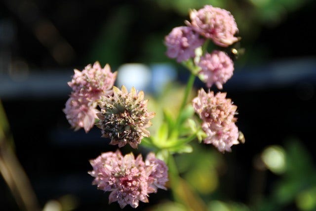 Zeeuws Knoopje (Astrantia Major 'Roma')