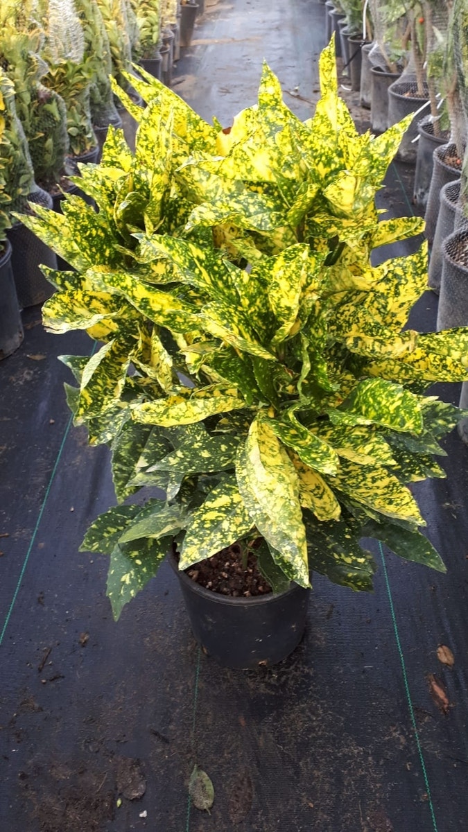 Broodboom (Aucuba Japonica 'Crotonifolia')