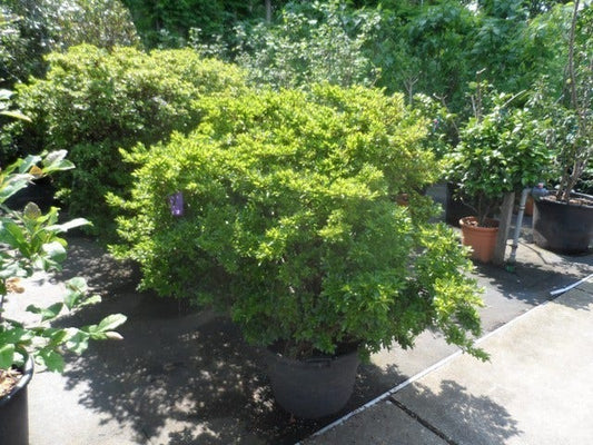 Japanse Azalea (Rhododendron 'Madame Van Hecke')