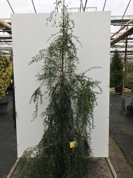 Azara (Azara Microphylla)