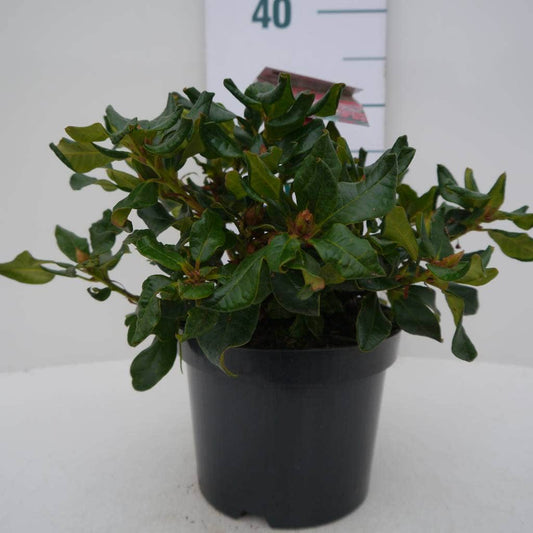 Dwergrhododendron (Rhododendron 'Baden-Baden')