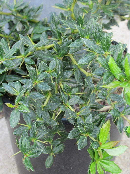 Zuurbes (Berberis Frikartii 'Amstelveen')