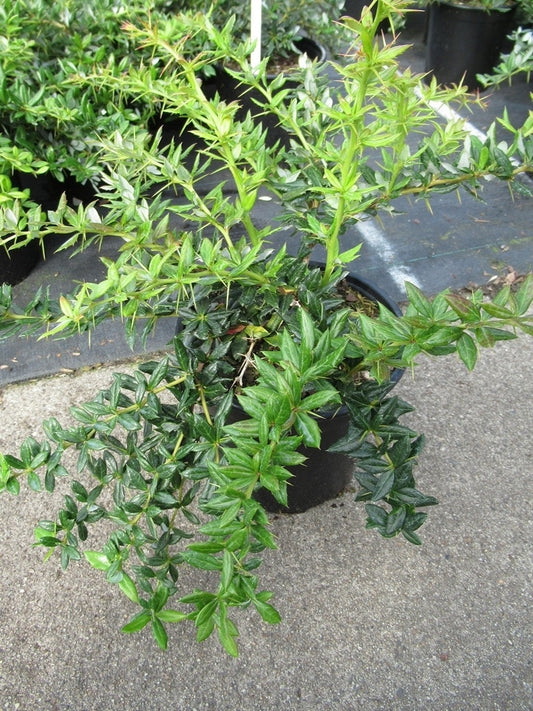 Zuurbes (Berberis Frikartii 'Telstar')