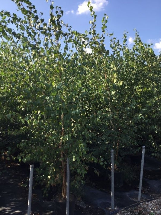 Meerstammige Witte Berk (Betula Utilis 'Doorenbos')