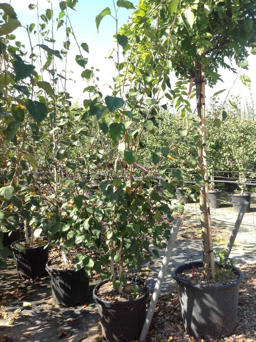 Meerstammige Witte Berk (Betula Utilis 'Doorenbos')