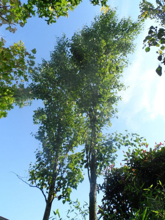 Zuilberk (Betula Pendula 'Fastigiata')