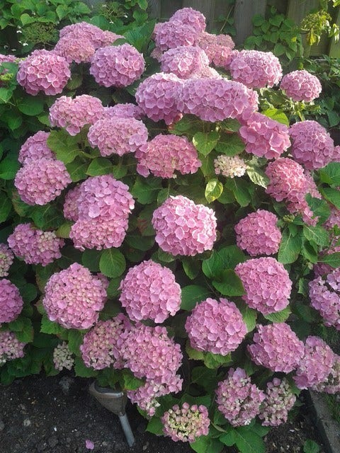 Hortensia (Hydrangea Macrophylla 'Altona')