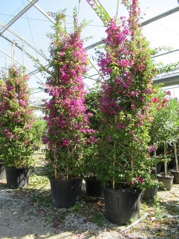 Bougainvillea Als Struik (Bougainvillea Glabra)