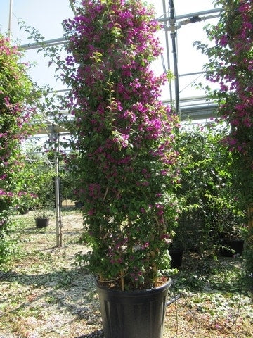 Bougainvillea Als Struik (Bougainvillea Glabra)