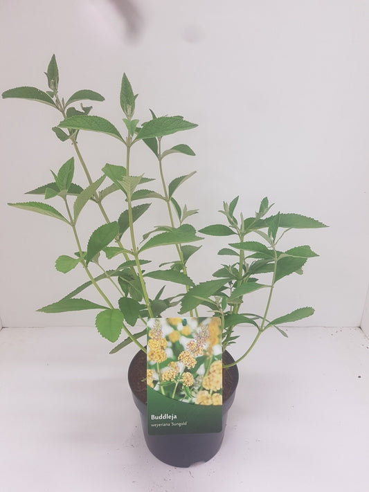Vlinderstruik (Buddleja Weyeriana 'Sungold')