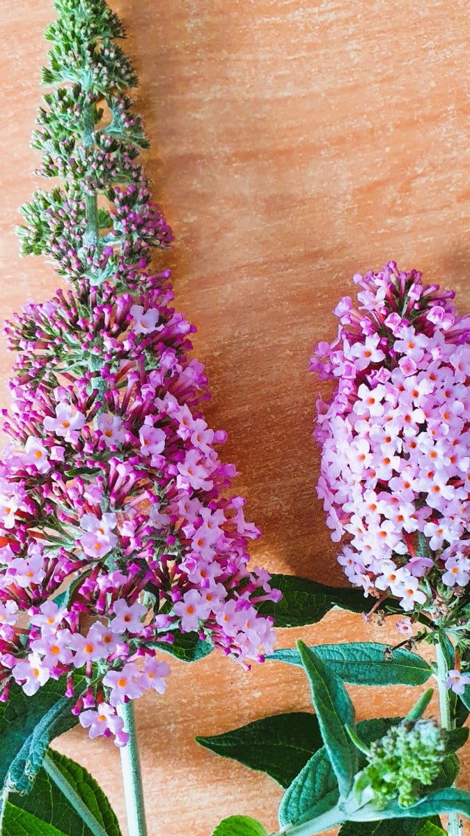 Vlinderstruik (Buddleja 'Pink Panther®')