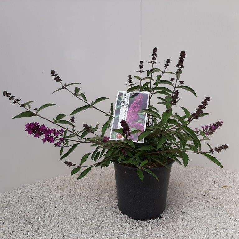 Vlinderstruik (Buddleja Davidii Petite 'Tutti Frutti')