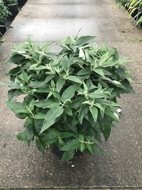 Vlinderstruik (Buddleja 'Rocketstar Indigo')
