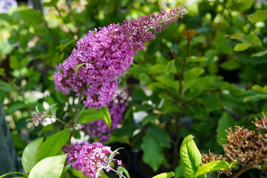 Vlinderstruik (Buddleja Davidii 'Pink Delight')