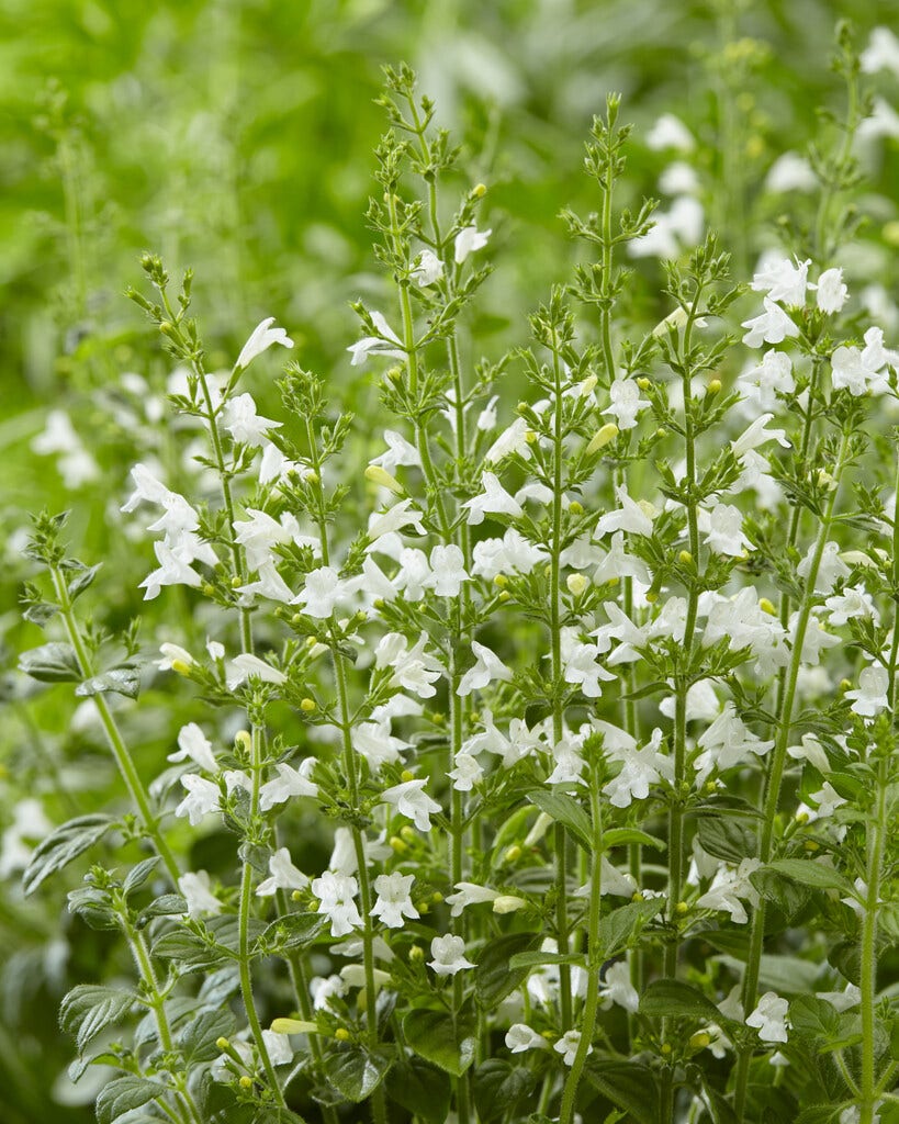 Steentijm (Calamintha Nepeta 'Marvelette White') BIO
