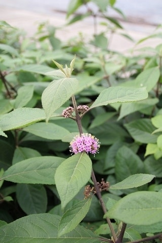 Schoonvrucht (Callicarpa Bodinieri 'Profusion')