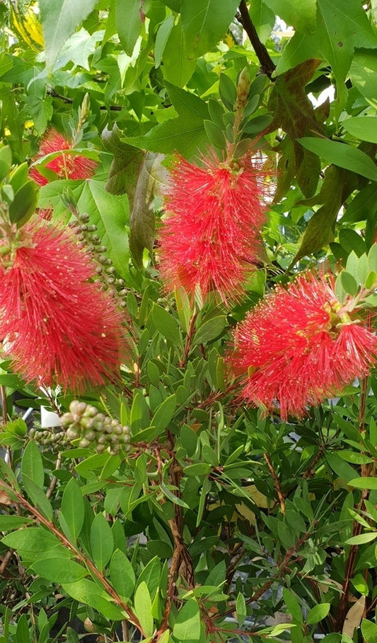 Lampepoetserplant (Callistemon Laevis)