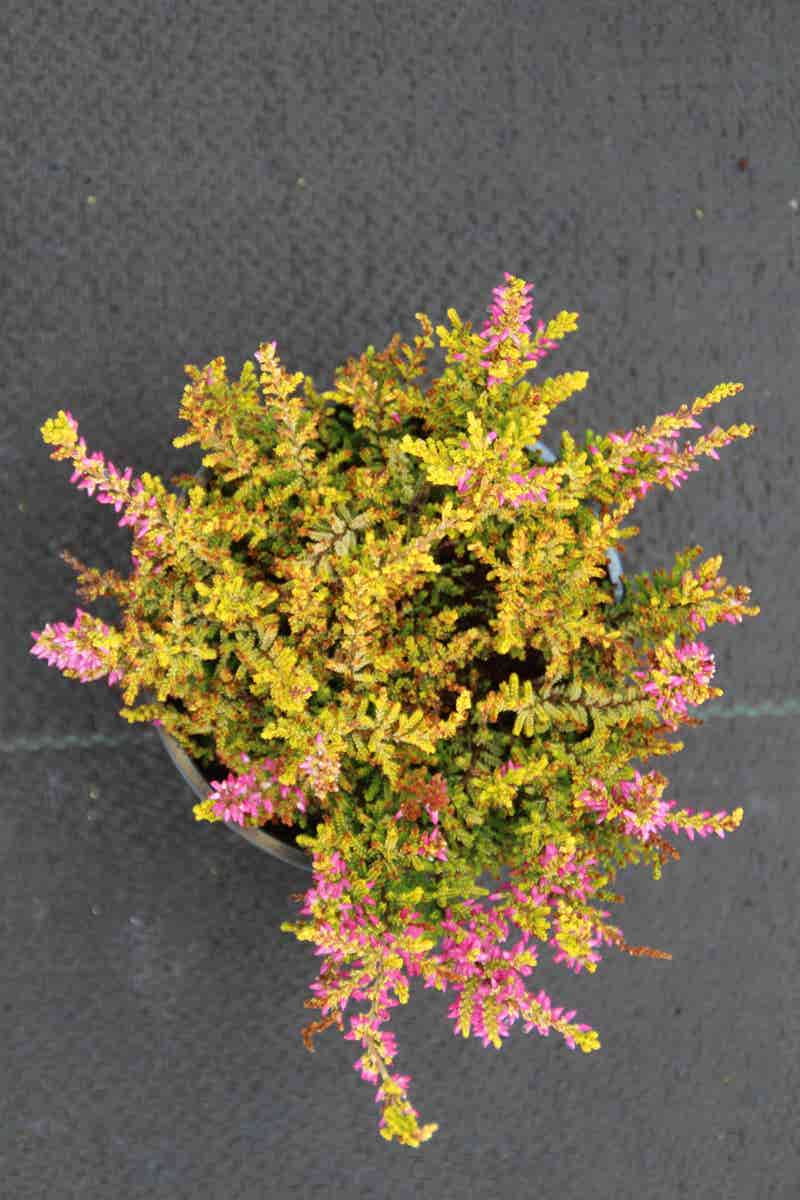 Struikheide (Calluna Vulgaris 'Anne Sofie')