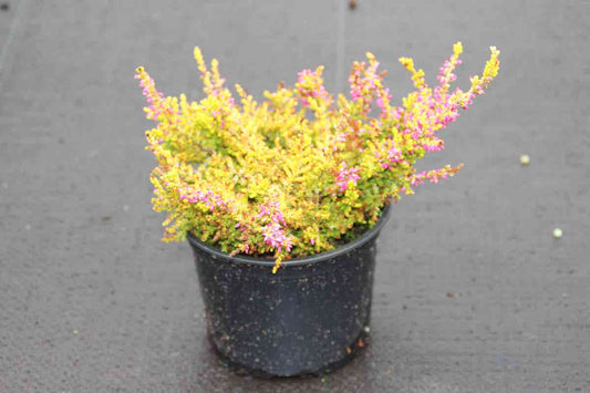 Struikheide (Calluna Vulgaris 'Anne Sofie')