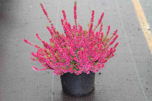 Struikheide (Calluna Vulgaris 'Dark Beauty')