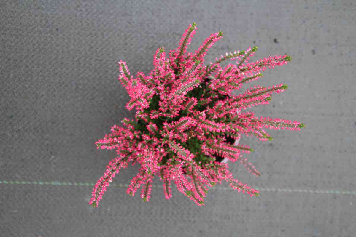 Struikheide (Calluna Vulgaris 'Sabine')