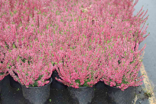 Struikheide (Calluna Vulgaris 'Sabine')