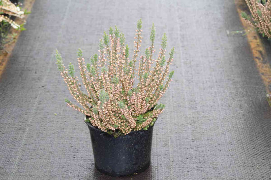 Struikheide (Calluna Vulgaris 'Silver Knight')