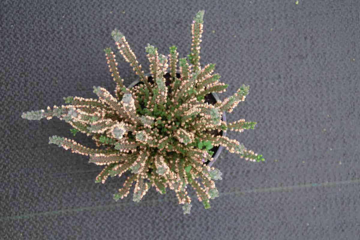 Struikheide (Calluna Vulgaris 'Silver Knight')