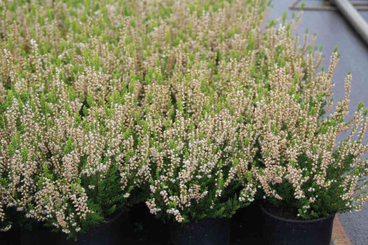 Struikheide (Calluna Vulgaris 'Spring Cream')