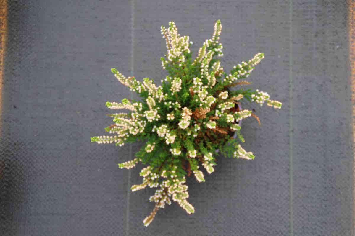 Struikheide (Calluna Vulgaris 'Spring Cream')
