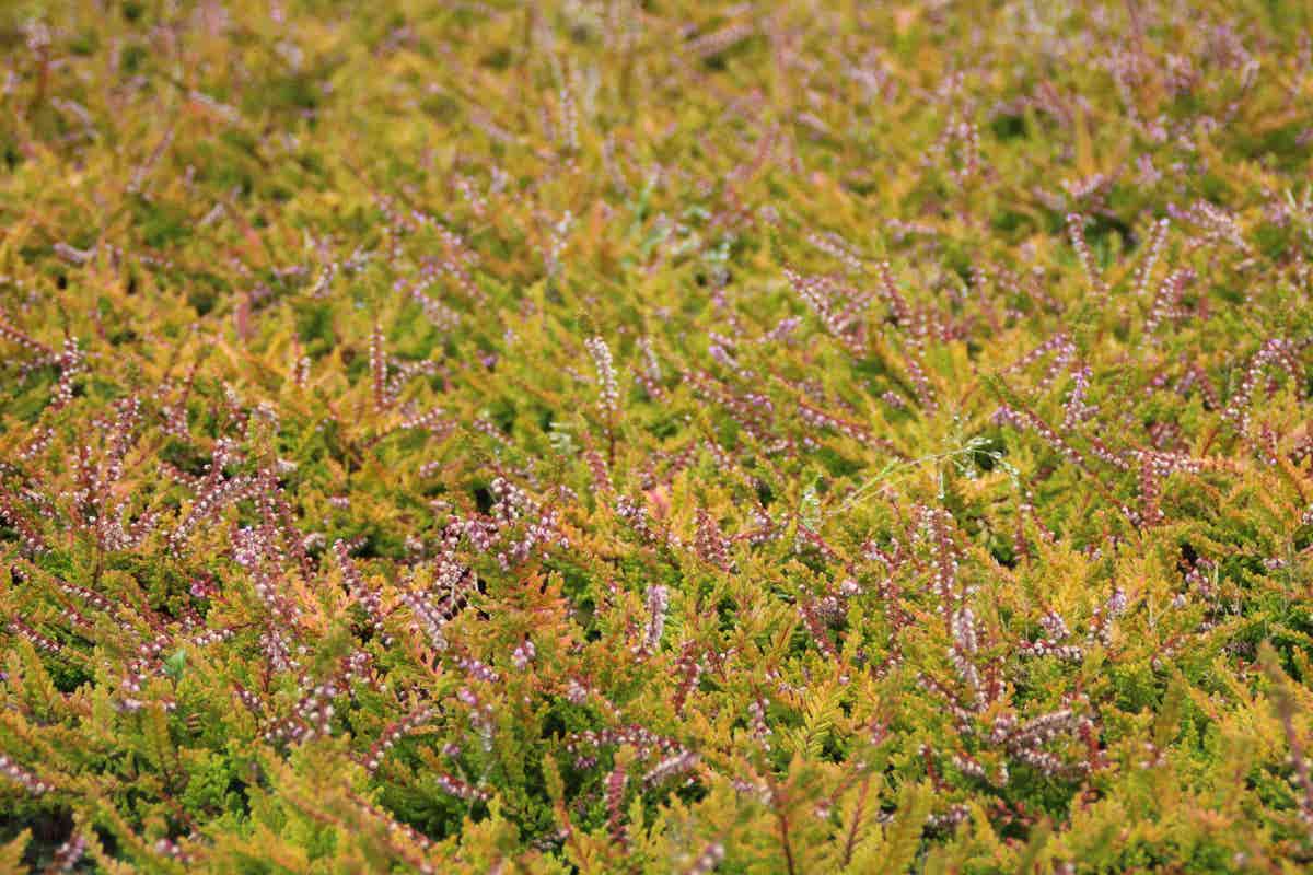 Zomerheide Geel (Calluna Vulgaris 'Wickwar Flame')