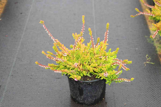 Zomerheide Geel (Calluna Vulgaris 'Wickwar Flame')