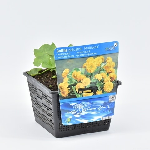 Dubbele Gele Dotterbloem (Caltha Palustris 'Multiplex')