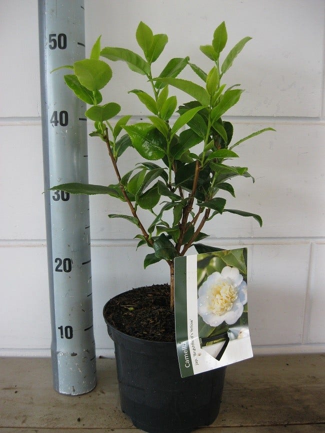Camelia (Camellia Japonica 'Brushfield's Yellow')